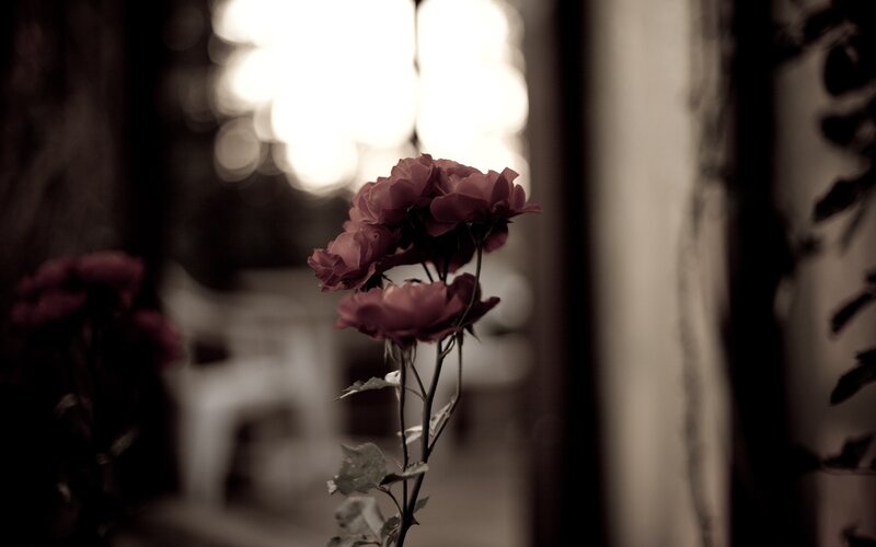 roses in soft light