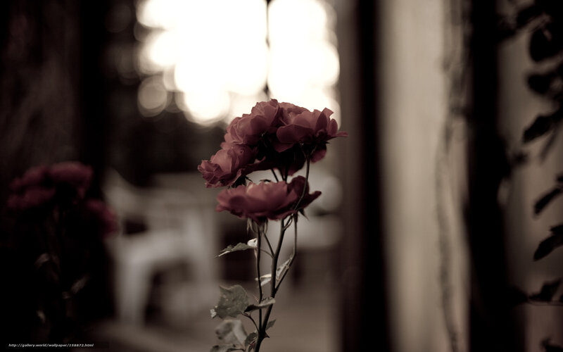 Roses in soft light
