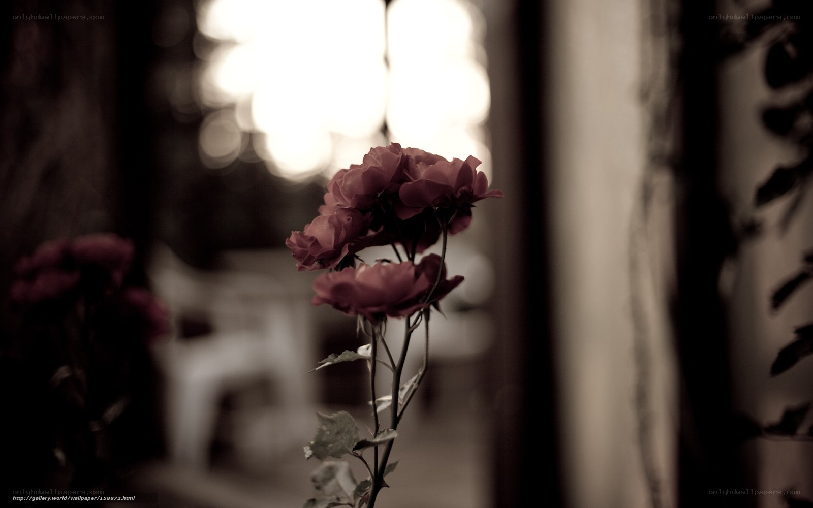 Roses in soft light