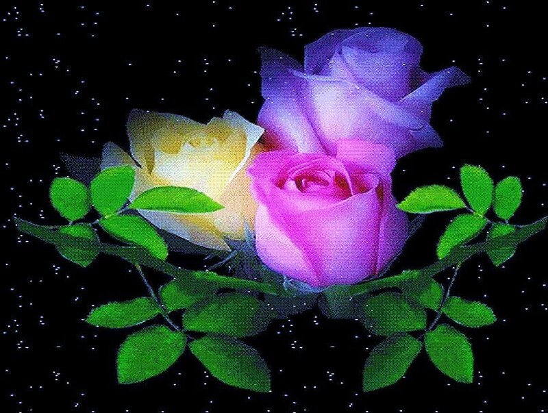roses in starry night