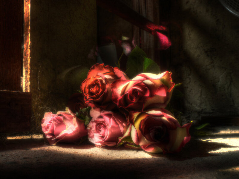 Roses in Sunlight — Red