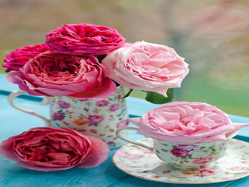 Roses in Teacups — Pink