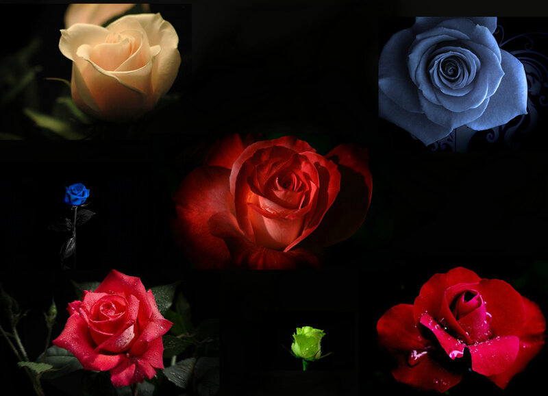 Roses in Various Colors — Red, Dramatic