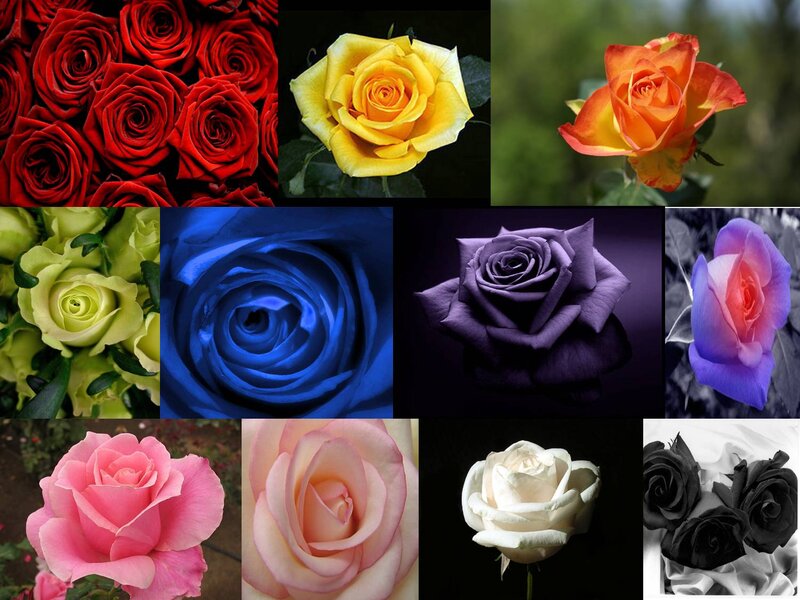 Roses in Various Colors — Red
