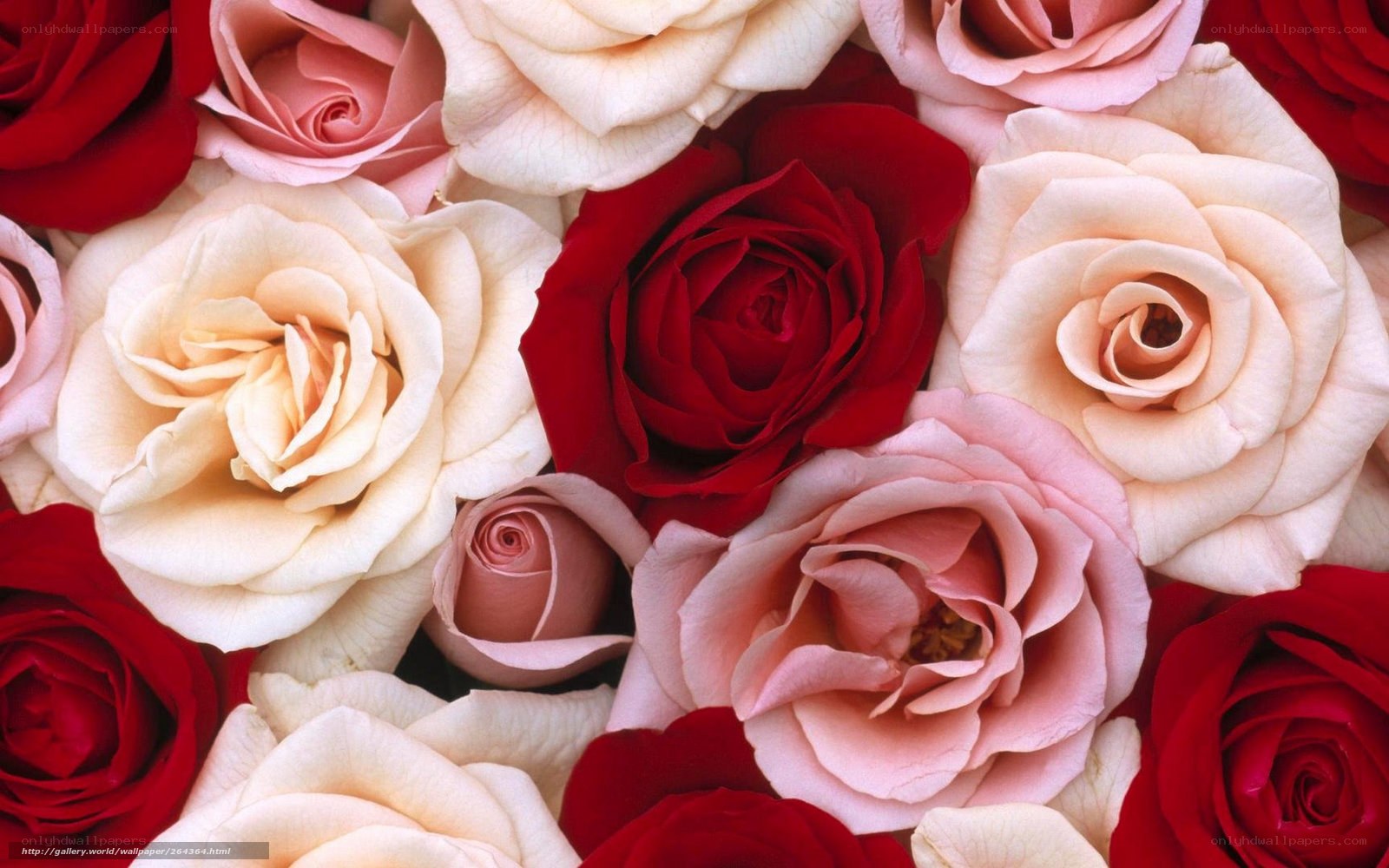roses in various colors