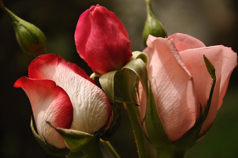 Roses in Various Stages — Pink, Serene