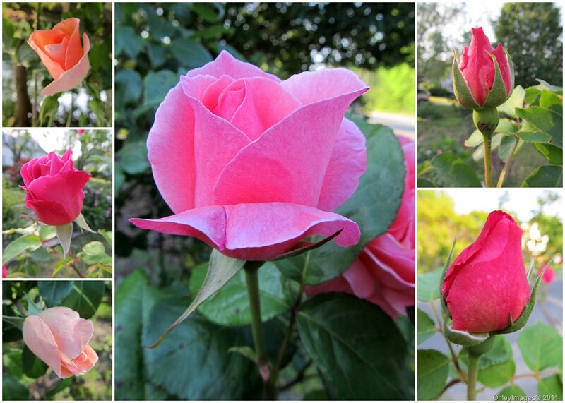 Roses in Various Stages