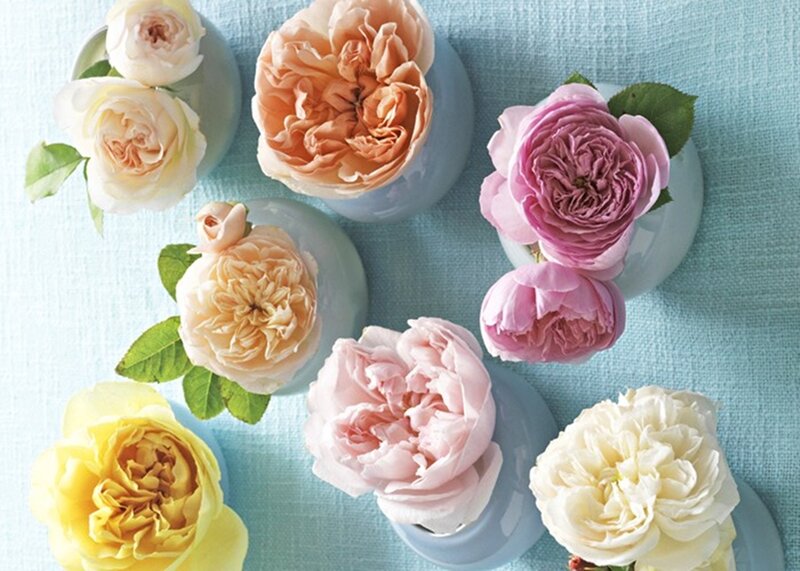 Roses in Vases — Blue