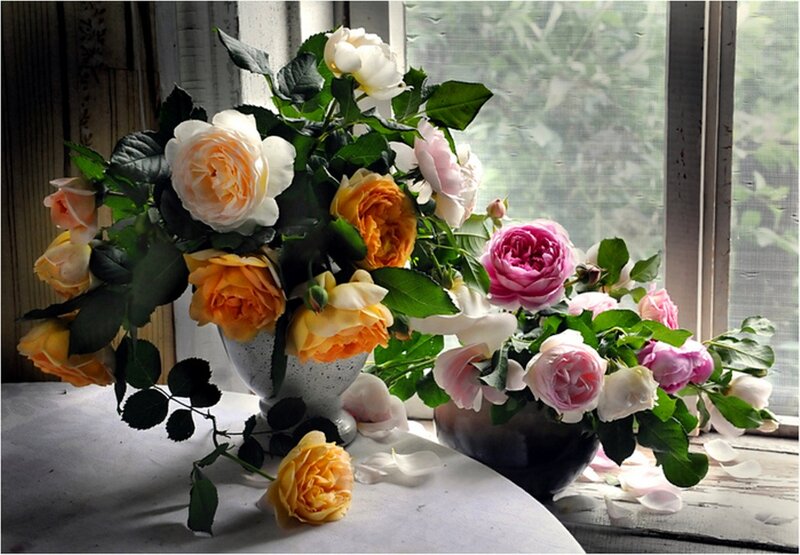 Roses in Vases — Pink, Serene, Morning