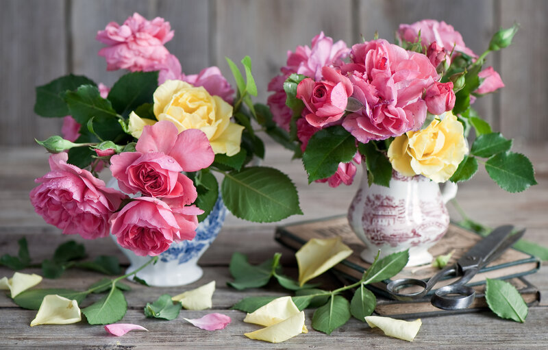 Roses in Vases — Pink, Serene, Photograph, Scissors