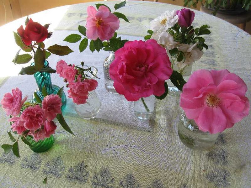 Roses in Vases