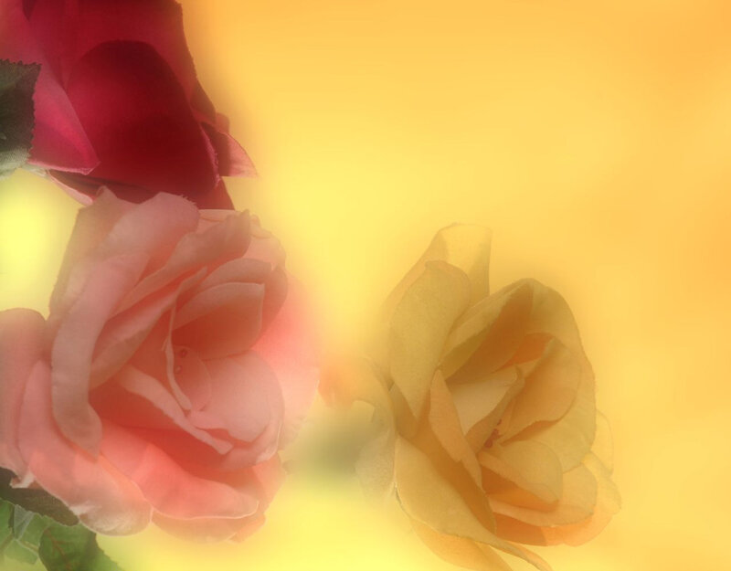 roses in warm light