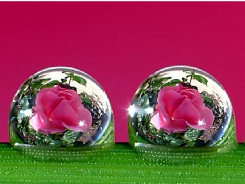 roses in water droplets