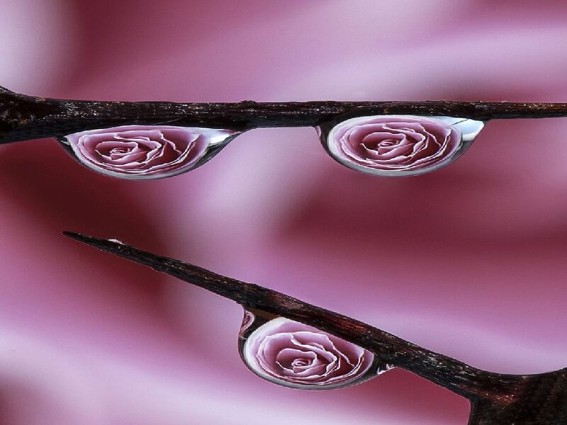 Roses in Water Droplets — Pink
