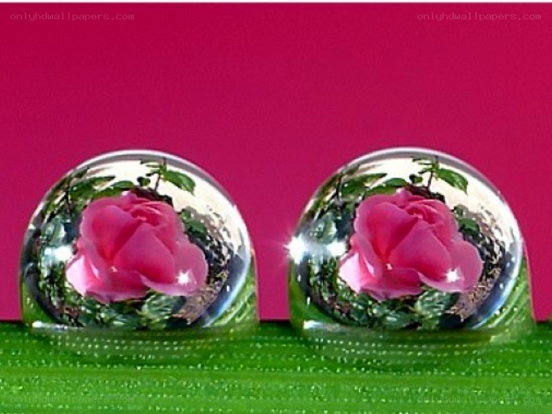 roses in water droplets