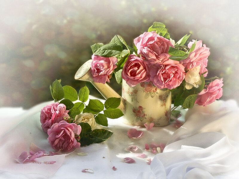 Roses in Watering Can — Pink