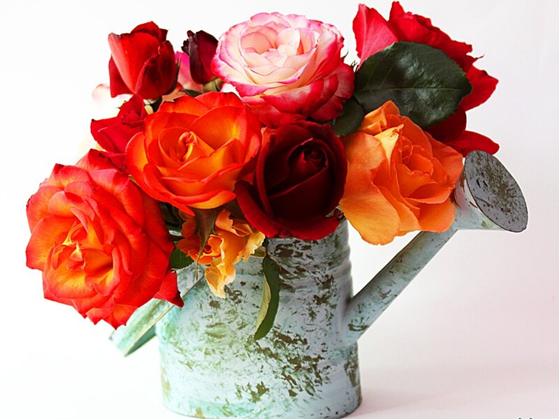 Roses in Watering Can