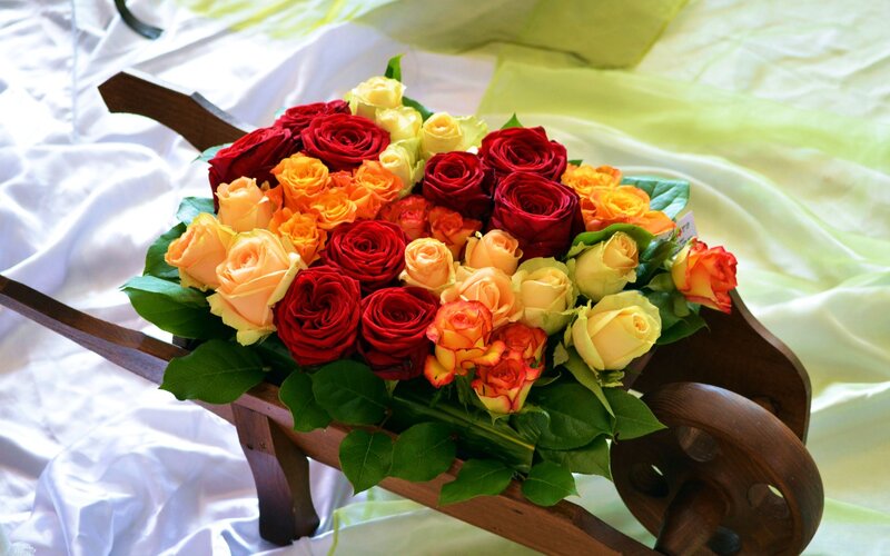 Roses in Wheelbarrow