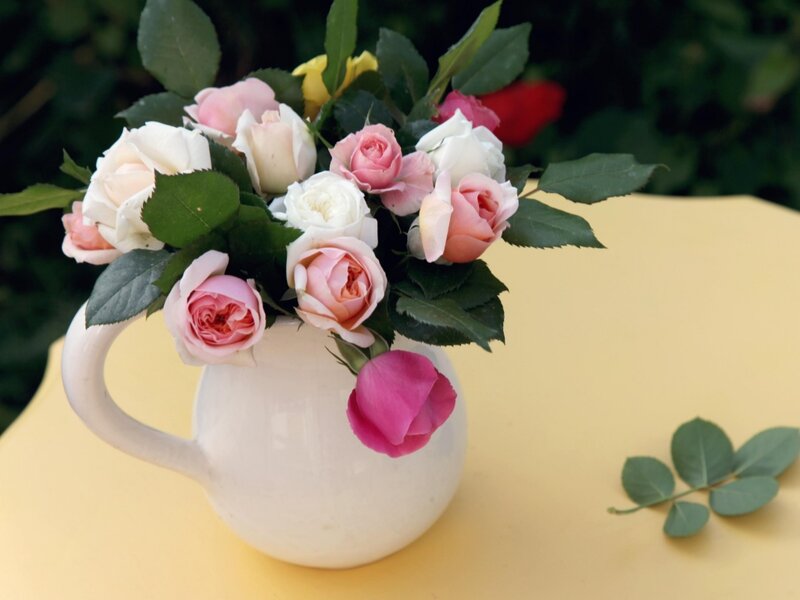 Roses in White Pitcher — Calm, Afternoon