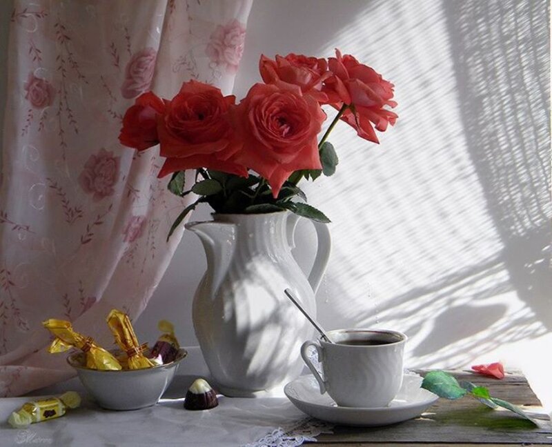Roses in White Pitcher — Serene, Morning