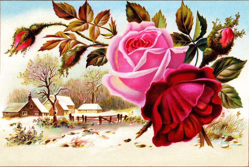 Roses in Winter Landscape