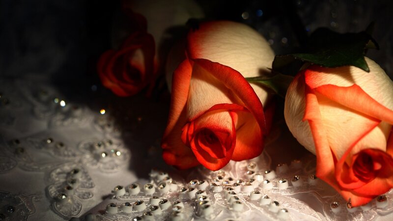 Roses on a beaded surface