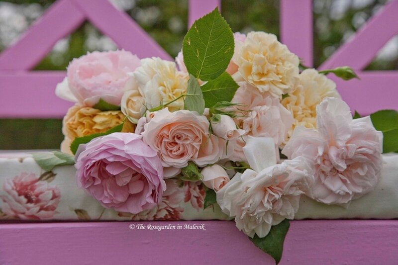Roses on a Bench — Pink