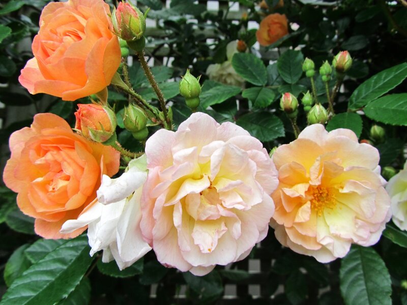 Roses on a Bush — Orange