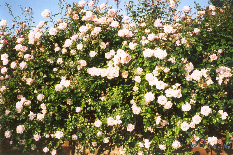 Roses on a Bush — Pink