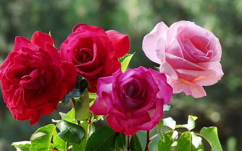 Roses on a Bush — Red