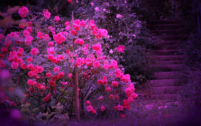 Roses on a Bush