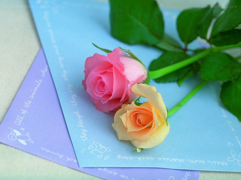 Roses on a card