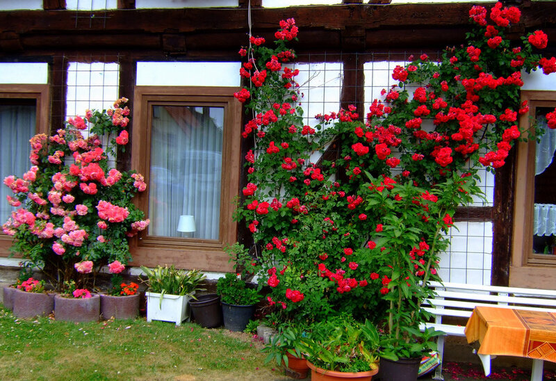 Roses on a House