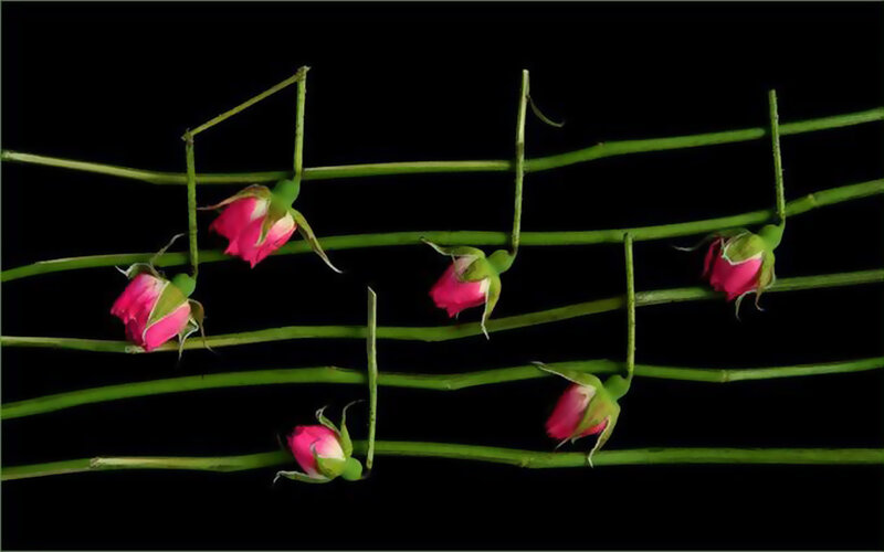 roses on a musical staff