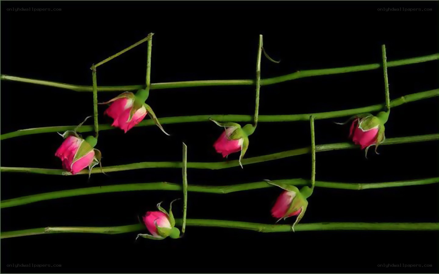 roses on a musical staff