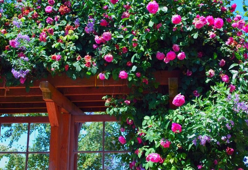 Roses on a Pergola