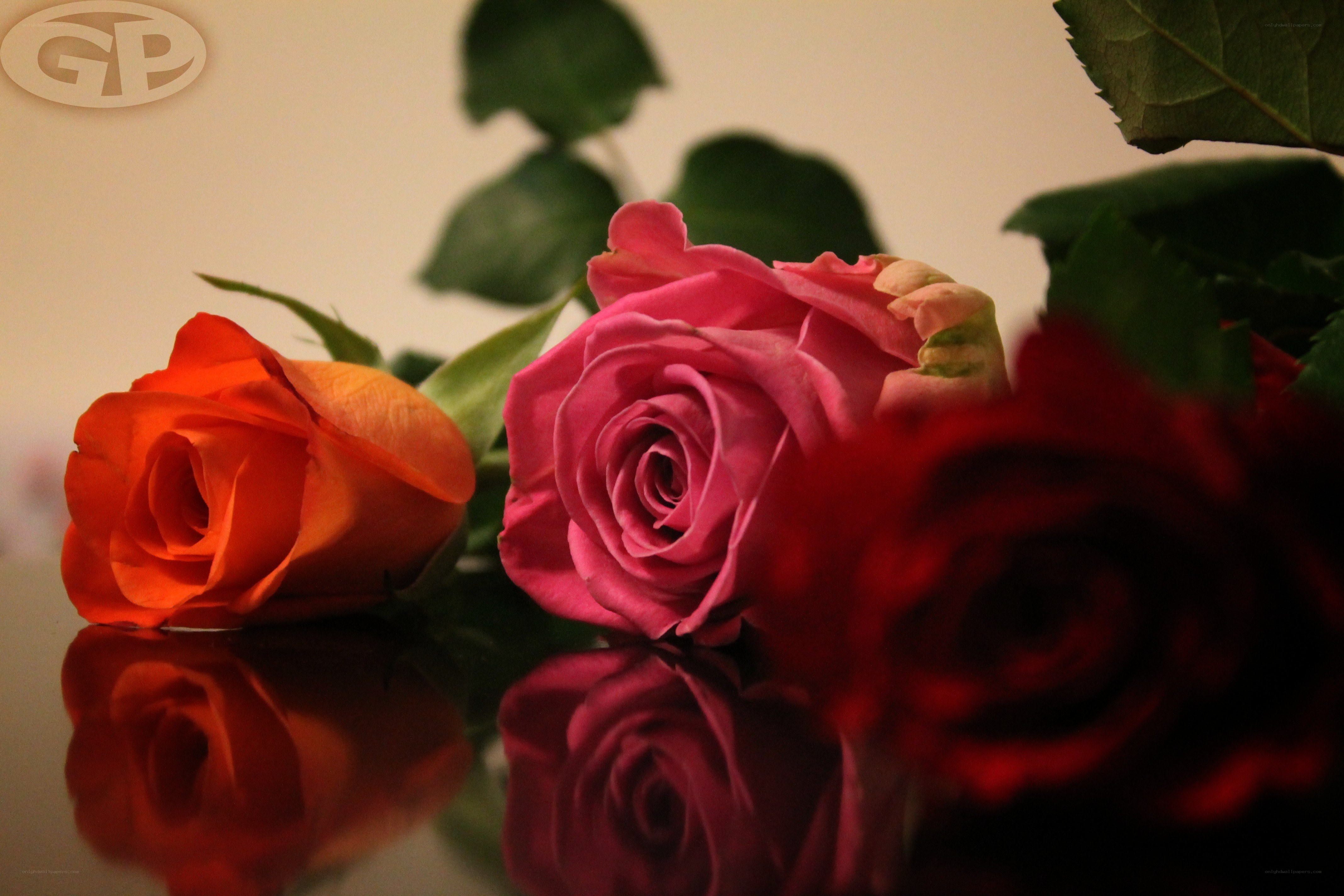 Roses on a reflective surface