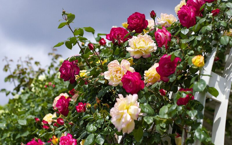 Roses on a Trellis — Pink