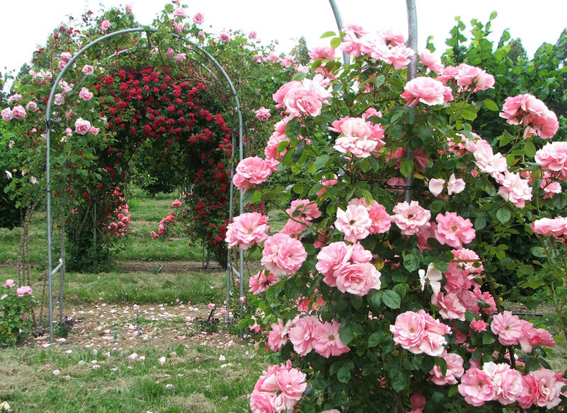 Roses on a Trellis