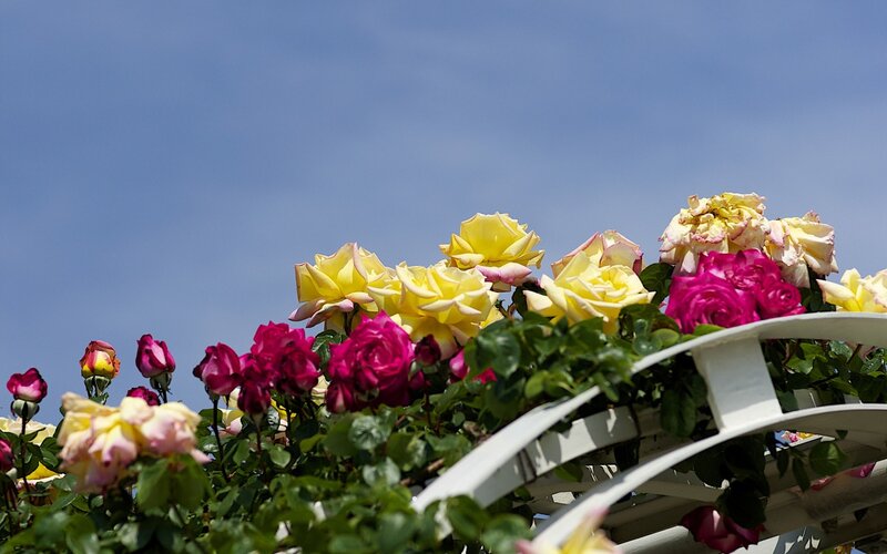 Roses on a Trellis — Yellow