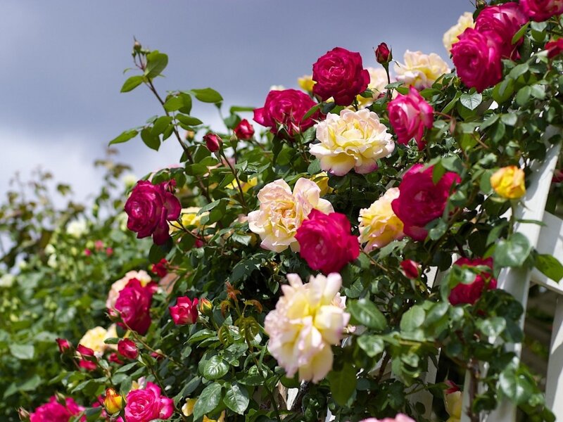 Roses on a Vine