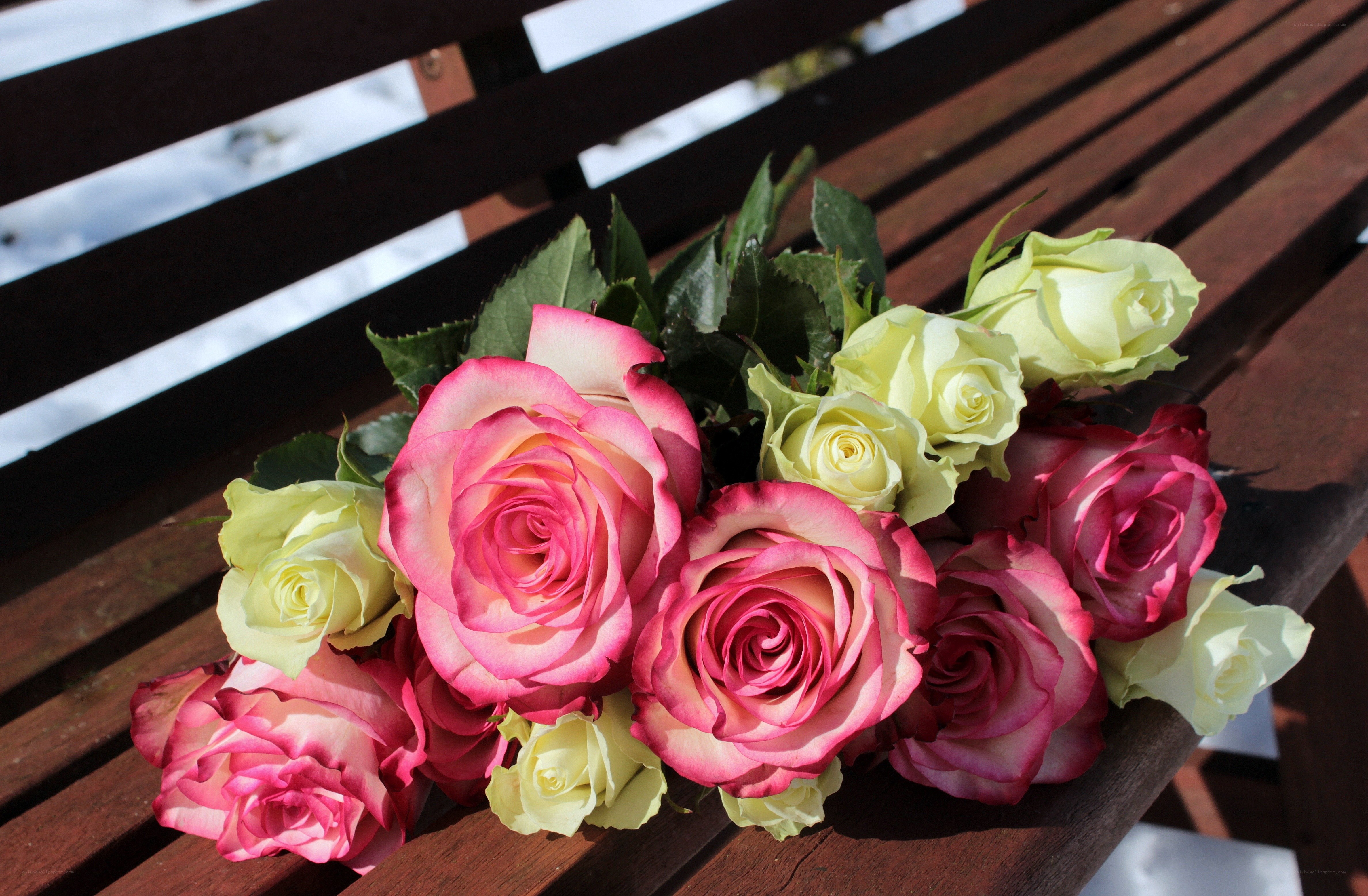 Roses on a wooden bench