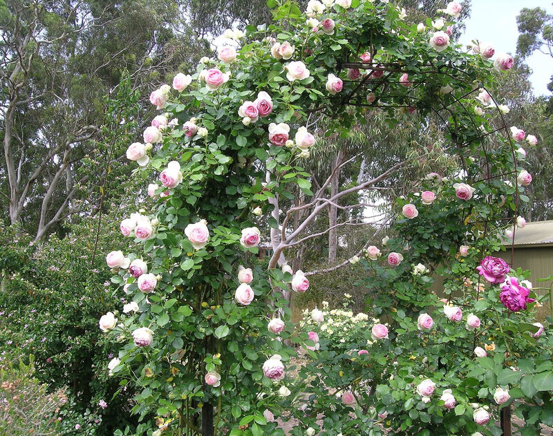Roses on Arbor — Green