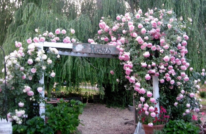 Roses on Arbor
