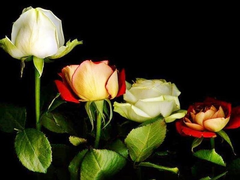 Roses on Black Background — White