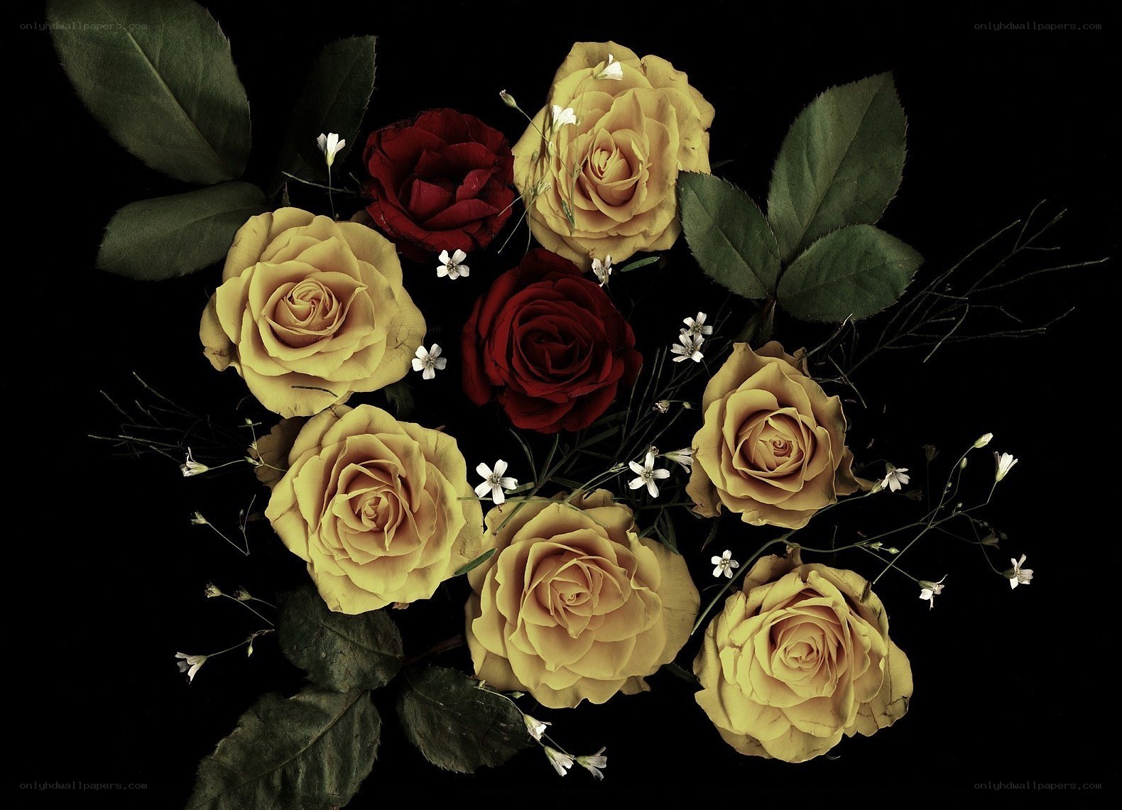 Roses on black background