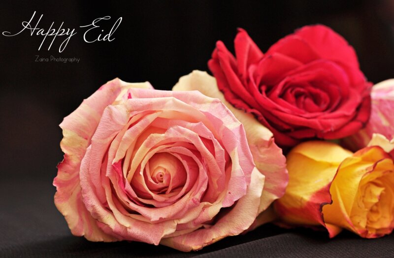 Roses on Black Fabric