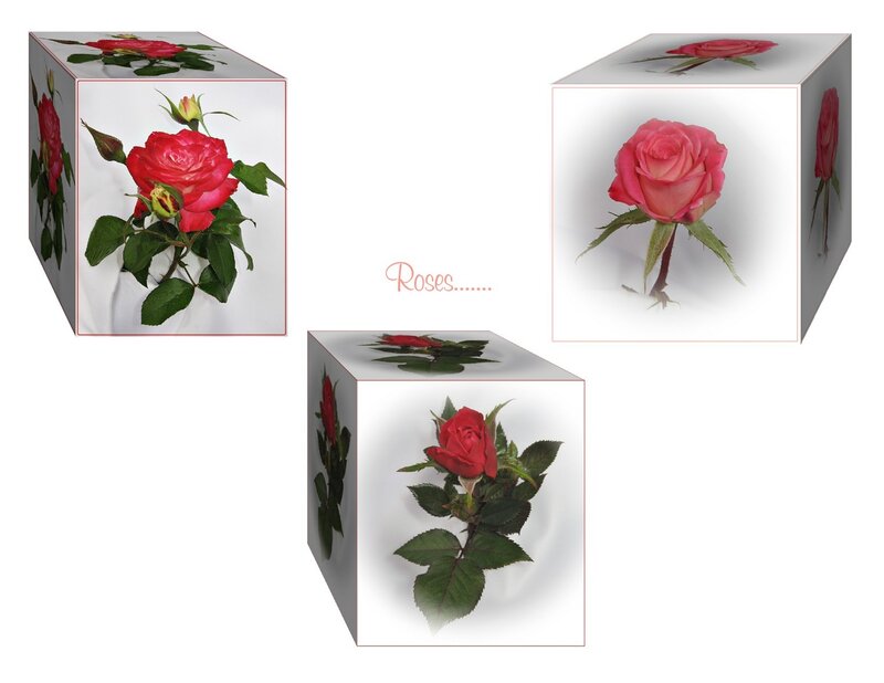 Roses on cubes