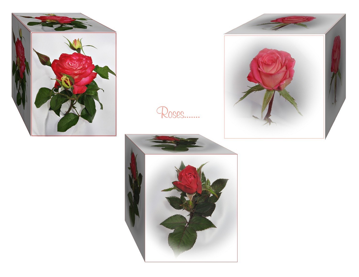 Roses on cubes