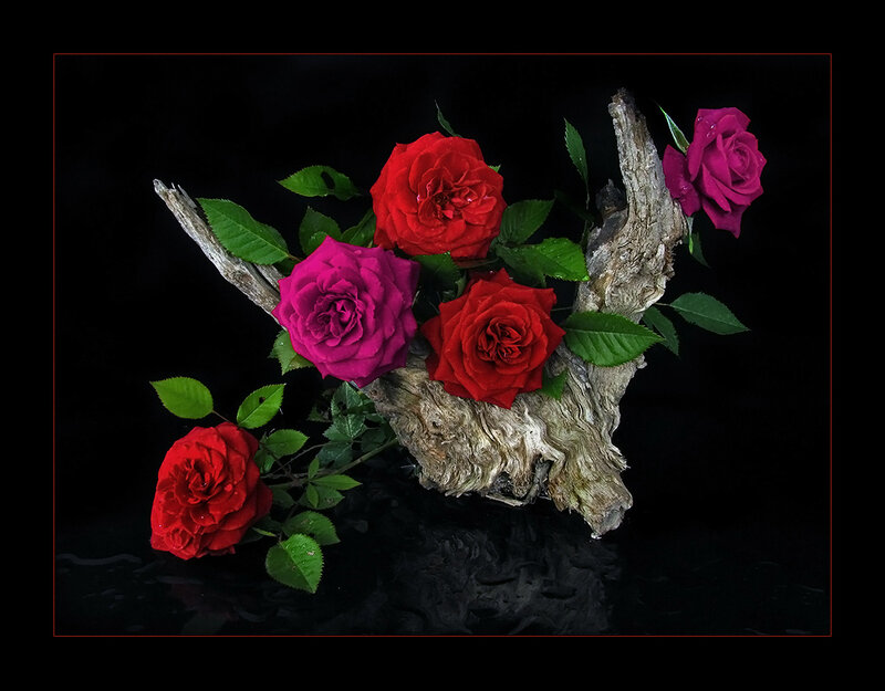 Roses on Driftwood